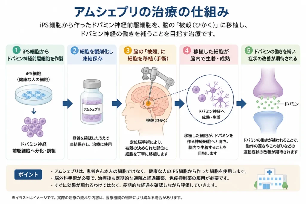アムシェプリの治療の仕組み