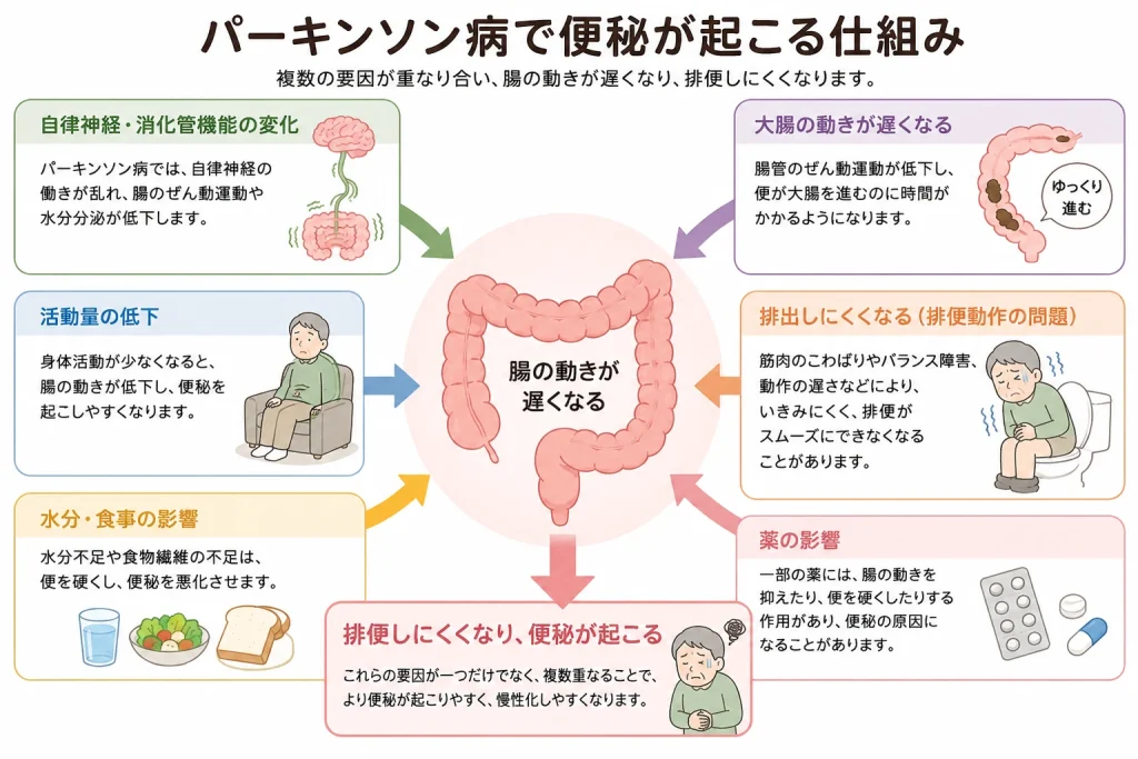 パーキンソン病で便秘が起こる仕組み